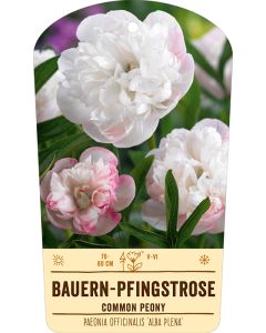 Bildstabetikett Clipios, Paeonia offic. 'Alba Plena', 50 Stück je Bündel inkl. 27 cm Bambusstäbe