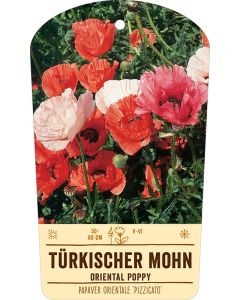 Bildstabetikett Clipios, Papaver orient. 'Pizzicato', 50 Stück je Bündel inkl. 27 cm Bambusstäbe