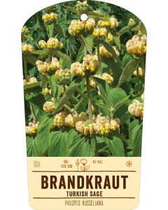 Bildstabetikett Clipios, Phlomis russeliana, 50 Stück je Bündel inkl. 27 cm Bambusstäbe