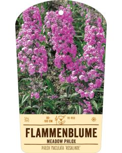 Bildstabetikett Clipios, Phlox maculata 'Rosalinde', 50 Stück je Bündel inkl. 27 cm Bambusstäbe