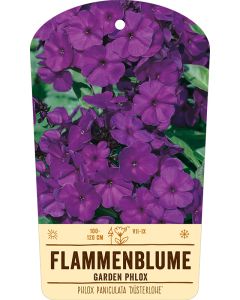 Bildstabetikett Clipios, Phlox paniculata 'Düsterlohe', 50 Stück je Bündel inkl. 27 cm Bambusstäbe