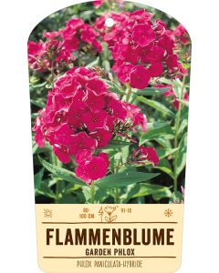 Bildstabetikett Clipios, Phlox paniculata-Hybr., karminrosa, 50 Stück je Bündel inkl. 27 cm Bambusstäbe