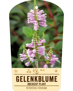 Bildstabetikett Clipios, Physostegia virginiana, rosa, 50 Stück je Bündel inkl. 27 cm Bambusstäbe