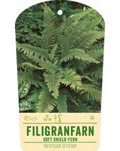 Bildstabetikett Clipios, Polystichum setiferum, 50 Stück je Bündel inkl. 27 cm Bambusstäbe