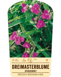 Bildstabetikett Clipios, Tradescantia Andersoniana-Hybride, karminrot, 50 Stück je Bündel inkl. 27 cm Bambusstäbe