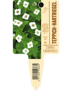 Cornus canadensis, Bildstecketikett VS