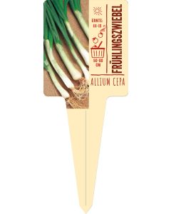 Allium cepa, Bildstecketikett VS: