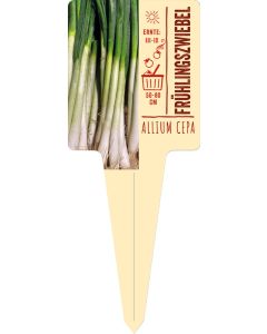 Allium cepa, Bildstecketikett VS