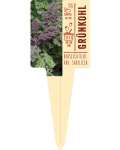Brassica oleracea var, sabellica, Bildstecketikett VS:
