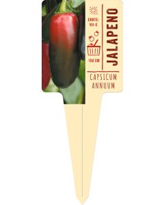 Capsicum Annuum 'Jalapeno' VS