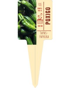 Capsicum Annuum 'Poxigo' VS