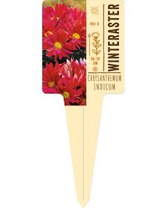 Chrysanthemum Indicum, Bildstecketikett VS