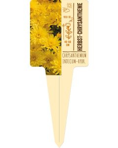 Chrysanthemum, Bildstecketikett VS: