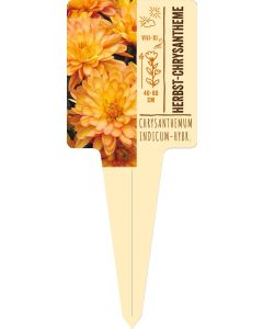 Chrysanthemum, Bildstecketikett VS: