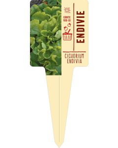 Cichorium endivia, Bildstecketikett VS: