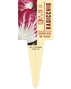Cichorium intyb. var. foliosum, Bildstecketikett VS: