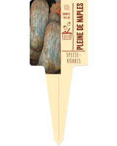 Curcurbita Pepo 'Pleine De Naples' VS