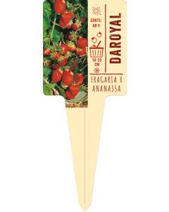 Fragaria x ananassa 'Daroyal', Bildstecketikett VS