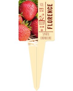 Fragaria x ananassa 'Florence' Bildstecketikett VS: