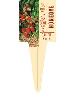 Fragaria x ananassa 'Honeoye', Bildstecketikett VS
