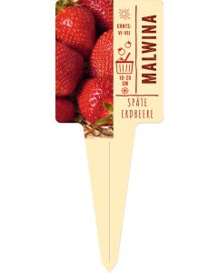 Fragaria x ananassa 'Malwina'Bildstecketikett VS: