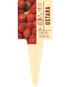 Fragaria x ananassa 'Ostara', Bildstecketikett VS