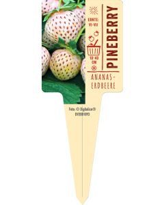 Fragaria x ananassa ‘Pineberry’, Bildstecketikett VS