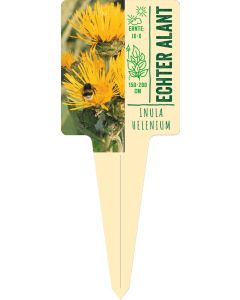 Inula helenium, Bildstecketikett VS: