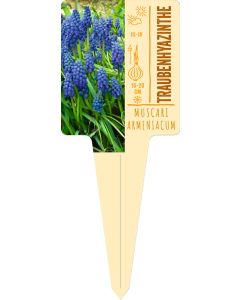 Muscari armeniacum, Bildstecketikett VS