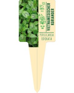 Persicaria odorata, Bildstecketikett VS: