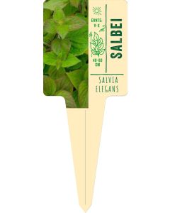 Salvia elegans, Bildstecketikett VS