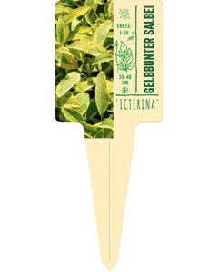 Salvia offc. 'Icterina', Bildstecketikett VS