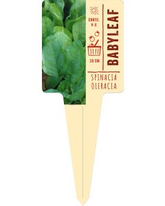 Spinacia Oleracea 'Babyleaf' VS