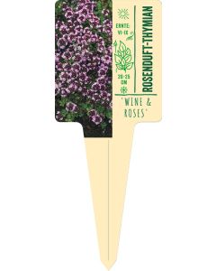 Thymus speciosa 'Wine & Roses', Bildstecketikett VS: