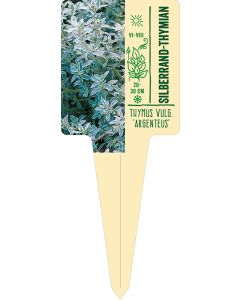 Thymus vulg. 'Argenteus', Bildstecketikett VS: