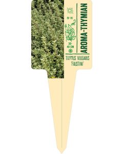 Thymus vulgaris 'Faustini', Bildstecketikett VS: