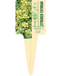 Thymus x cit. 'Archer's Gold', Bildstecketikett VS: