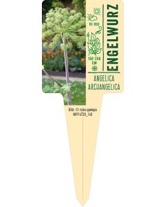 Angelica archangelica, Bildstecketikett VS: