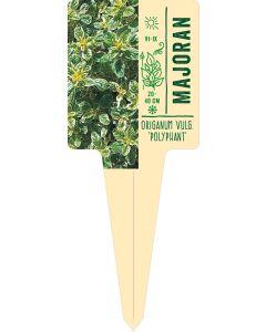 Origanum vulg. 'Polyphant', Bildstecketikett VS: