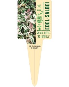 Salvia officinalis 'Rotmühle', Bildstecketikett VS: