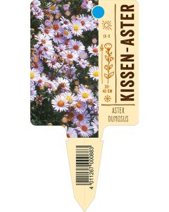 AsterDumosus-Hybride, Bildstecketikett VS: