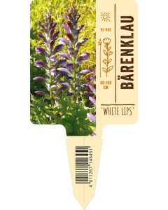 Acanthus hungaricus 'White Lips', Bildstecketikett VS