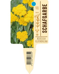 Achillea filipendulina, Bildstecketikett VS