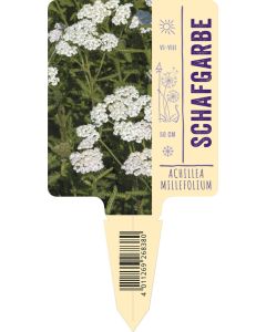 Achillea Millefolium, Bildstecketikett VS
