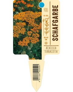 Achillea 'Terracotta', Bildstecketikett VS