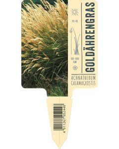 Achnatherum calamagrostis VS