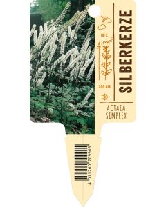 Actaea simplex, Bildstecketikett VS