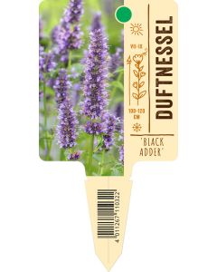 Agastache rugosa 'Black Adder', Bildstecketikett VS