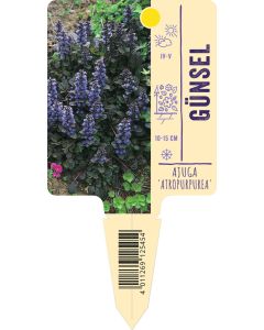 Ajuga reptans 'Atropurpurea', Bildstecketikett VS