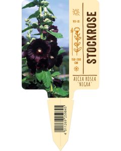 Alcea rosea 'Nigra', Bildstecketikett VS